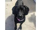 Maggie Beagle Adult Female