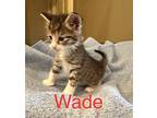 Wade Domestic Mediumhair Kitten Male