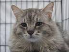 Paul Domestic Longhair Adult Male