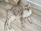 DIANA American Curl Adult Female