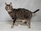 SUITCASE Domestic Mediumhair Senior Male
