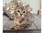 Toast "Toasty" Domestic Shorthair Kitten Female