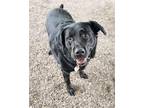 Pax Labrador Retriever Adult Male
