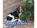 Randy Travis Beagle Puppy Male