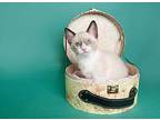 Piper King Siamese Young Female