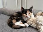 Molly "Molls" Calico Kitten Female