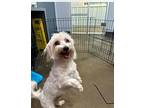 Kieffer Maltese Adult Male