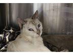 Sprout Siamese Adult Female