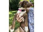Fontange Catahoula Leopard Dog Puppy Female