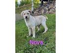Nova Shepherd (Unknown Type) Puppy Female