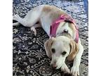Clout Beagle Puppy Female