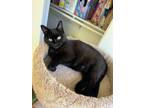 Adopt Panther a Domestic Short Hair, Bombay