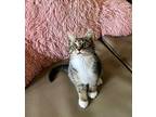 Ivy Domestic Shorthair Kitten Female
