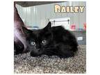 Bailey Domestic Shorthair Kitten Male