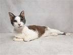 STU Domestic Mediumhair Senior Male