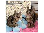 Hershey - NN Domestic Shorthair Kitten Male