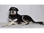 Rey Mixed Breed (Large) Puppy Male
