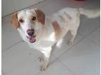 Adopt Megan (KSAR) a Afghan Hound, Beagle