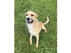 Daniel Irish Wolfhound Adult Male
