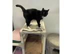 Ruby Domestic Shorthair Adult Female