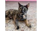 Pretty Girl Domestic Shorthair Young Female