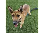 Almond German Shepherd Dog Young Female