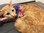 Fanta Domestic Shorthair Young Female