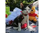Baldy Domestic Shorthair Kitten Male