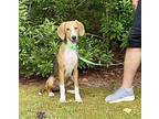 Timothy Hound (Unknown Type) Young Male