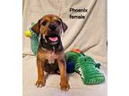 Phoenix Black Mouth Cur Puppy Female