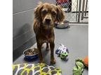 MISS MAE Cocker Spaniel Adult Female