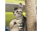 Missy Domestic Shorthair Kitten Female