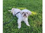 Adopt Fia a Shih Tzu