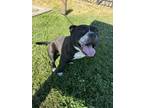 Adopt Maggie a Pit Bull Terrier