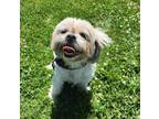 Adopt Princess a Shih Tzu