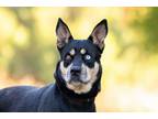 Adopt Chiquita a Siberian Husky, Pug