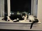 Mia Domestic Shorthair Kitten Female