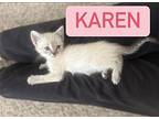 Karen Domestic Shorthair Kitten Female