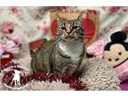 Franziska Domestic Shorthair Adult Female