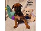 CeeMe Black Mouth Cur Puppy Female