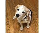 BRADY Beagle Senior Male