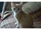 Peep Domestic Shorthair Kitten Female