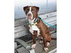 Max "Hammy American Pit Bull Terrier Young Male