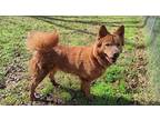 Mocha German Shepherd Dog Adult Female