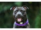 Chocolate Chip American Staffordshire Terrier Adult Male