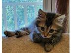 Pinky**PENDING ADOPTION** Domestic Mediumhair Kitten Female