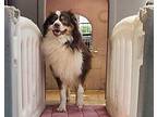 Goose Australian Shepherd Young Male