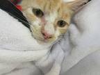 Gerald Domestic Shorthair Senior Male