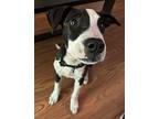 Mullet Mountain Cur Puppy Male