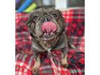 Lila French Bulldog Adult Female
